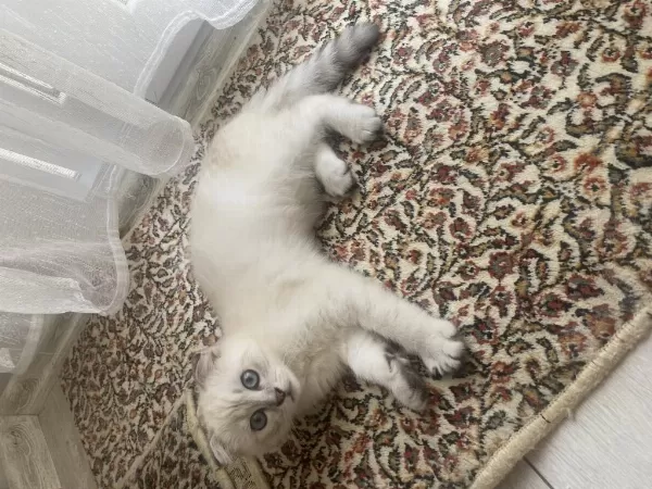Orjinal Show Kalite 3 Aylık Erkek Scottish Fold Yavru