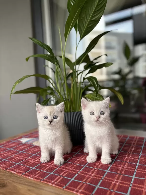 Ev Ortaminda Büyüyen British Shorthair Yavrular