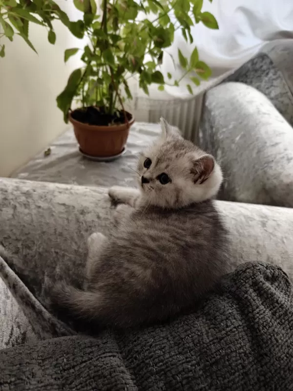 British Shorthair Erkek Yavru