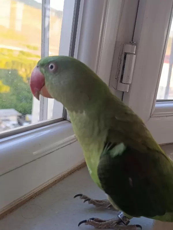Erkek Yavru Alexander