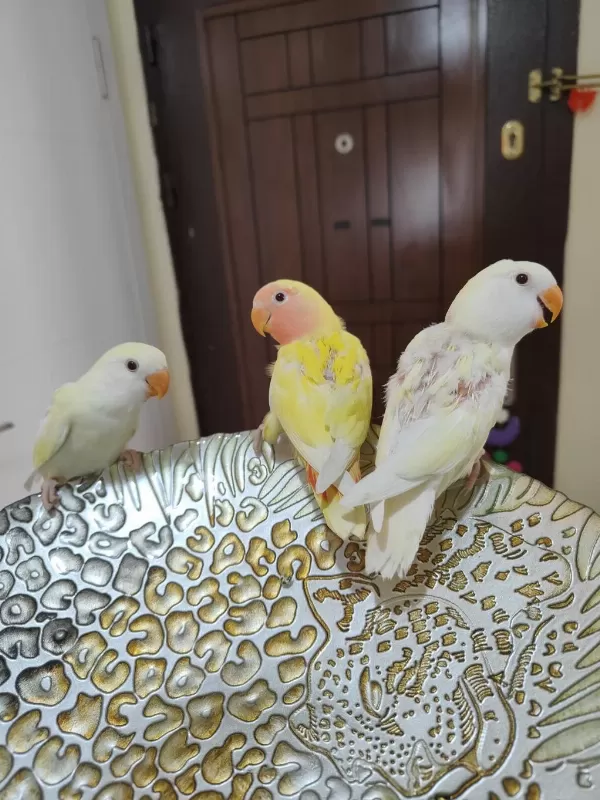 Kırmızı Göz Yavru Sevda Papağanları
