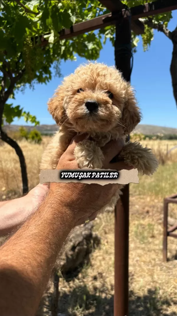 Harika Orijinal Toy Poodle