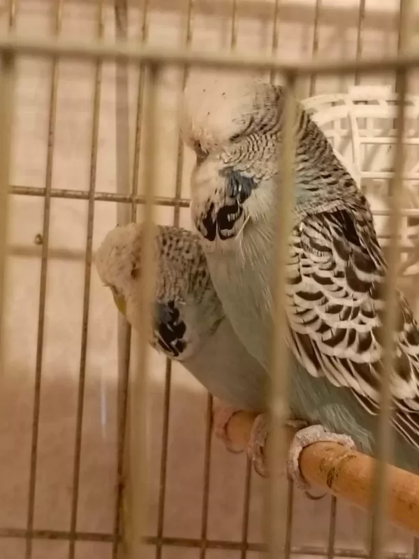 Show Jumbo Muhabbet Kuşlari