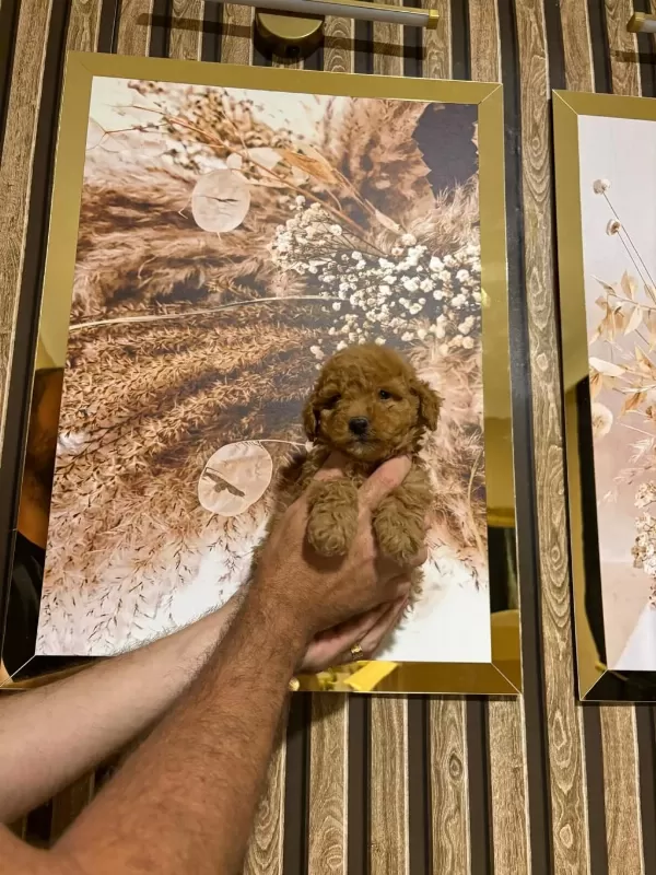 Kucuk Seker Poodle Minikler