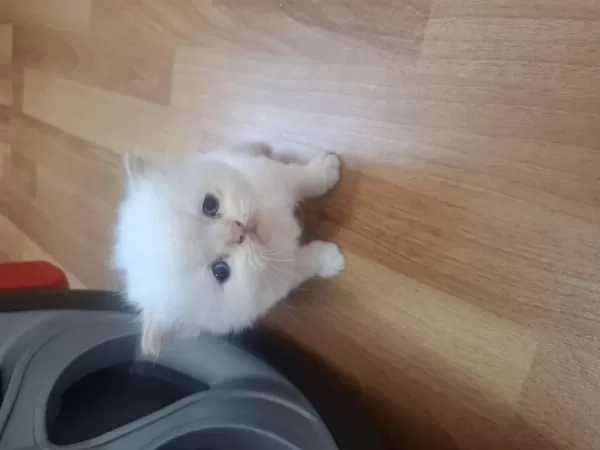 Sevimli Yavrular İran Kedileri