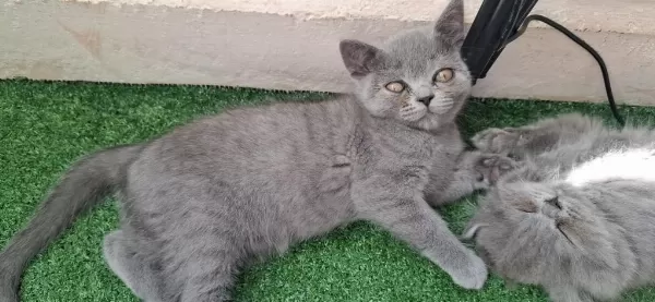 2 Aylık Yavru Scottish Fold