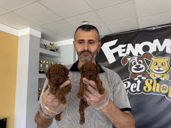 Türkiyenin En Güzl Toy Podle Yavrulr Wc Eğitimli Ank