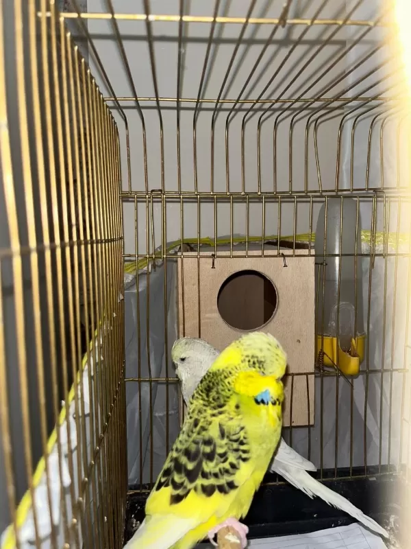 Jumbo Muhabbet Kuşlarımız