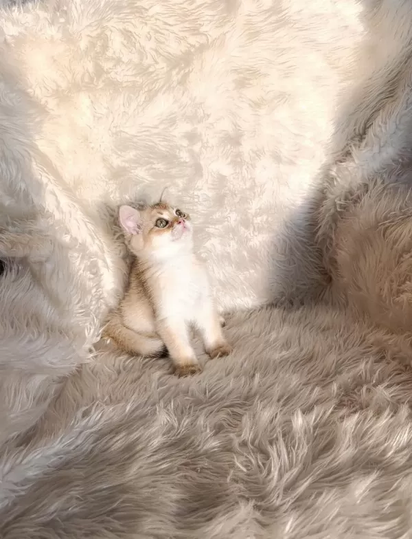 British Shorthair Golden Ny11 Erkek