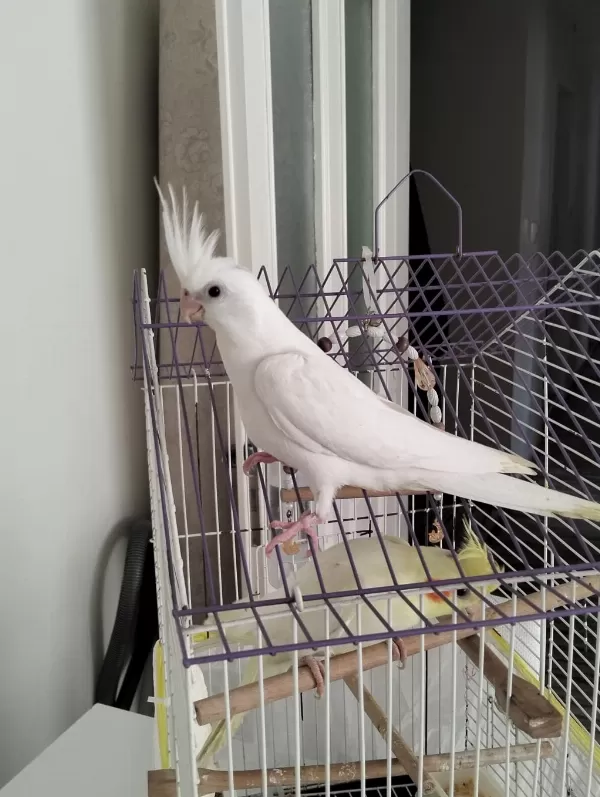 45 Günlük Albino Yavru Sultan Papağanı