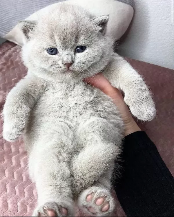 British Shorthair Yavrular Evinizin Neşesi Olacaktır