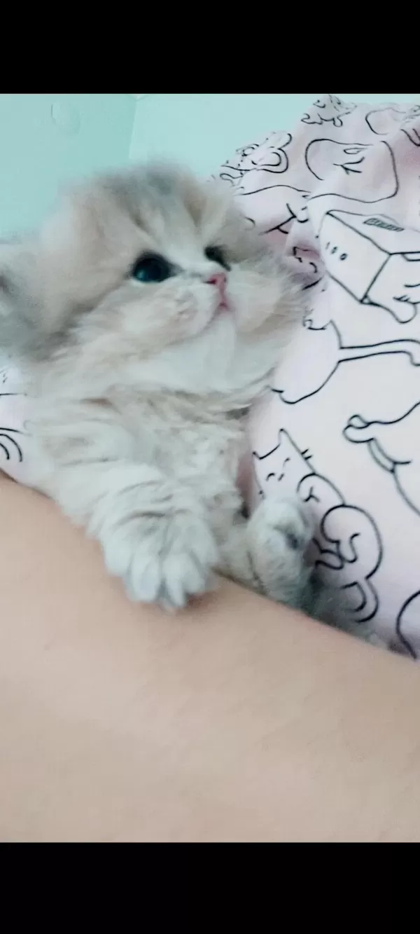 Safkan Şecereli Anne Babadan British Longhair Prenses