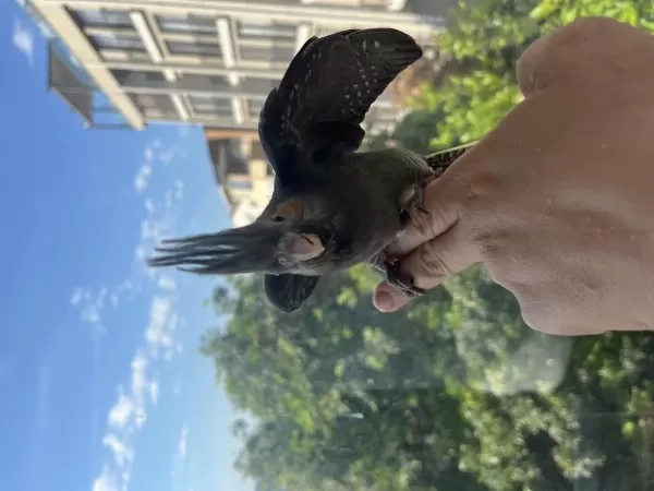Yavru Evcil Sultan Papağanı
