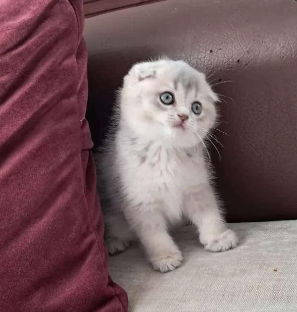 Scottish Fold Golden Dişi