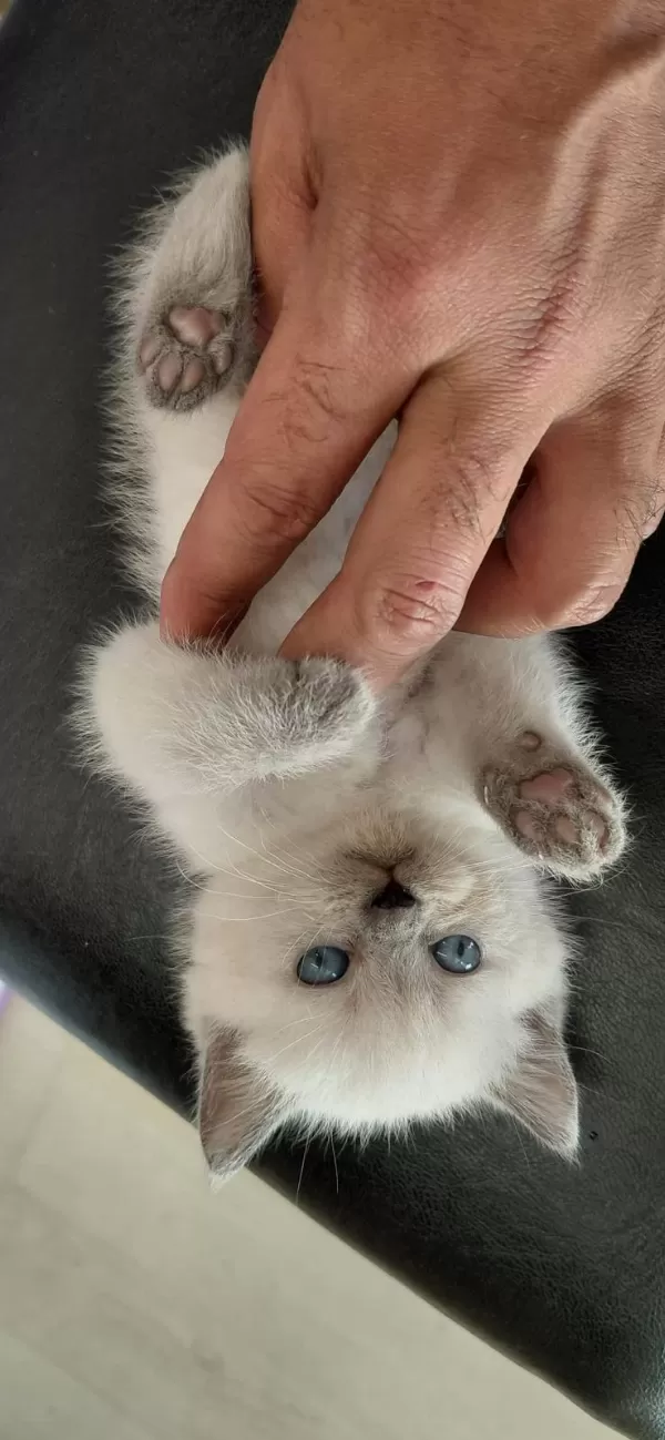 British Shorthair Yavrular İrk Sağlık Garantili