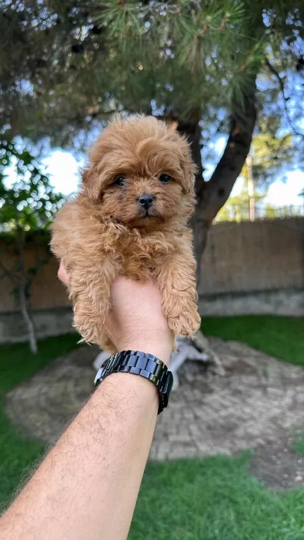 Renk Renk Maltipoo Yavrularımız