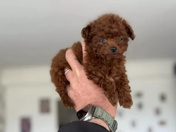 Kalite Güven Ve Mutluğun Adresi Petmode Den