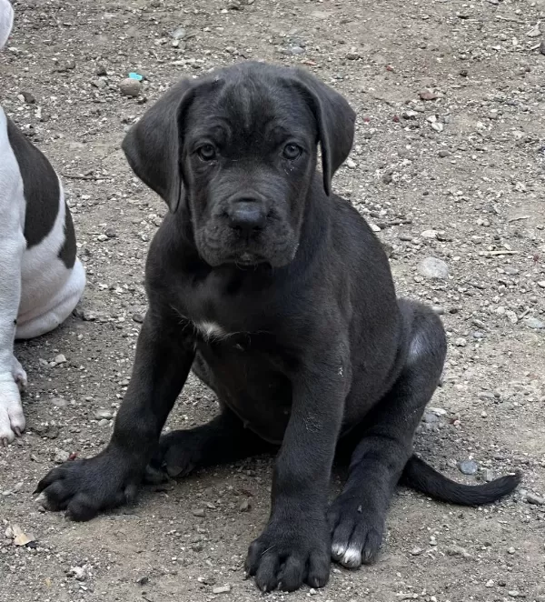 Dişi Blue Cane Corso