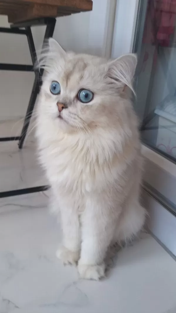 Ev Kedisi British Longhair Erkek Okyanus Göz