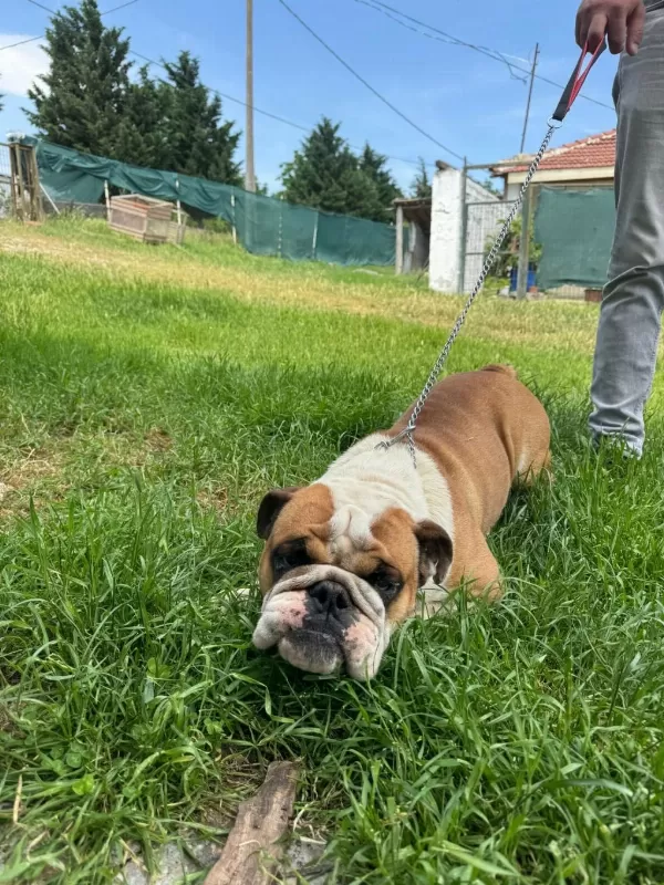Erkek Yetişkin İngiliz Bulldog