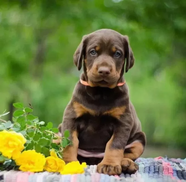 %100 Orjinal Doberman Yavrular Kapıda Ödeme Mevcut