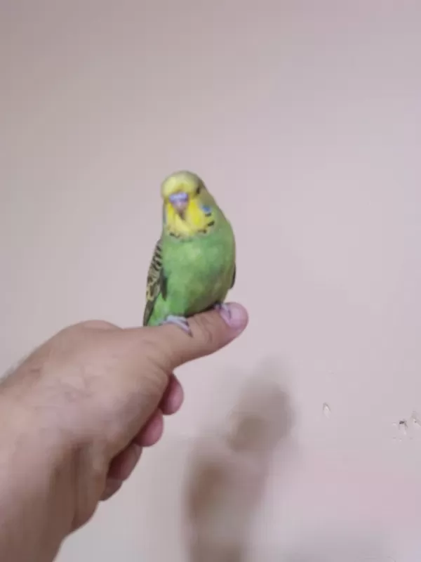 Jumbo Muhabbet Kuşu Yavrular