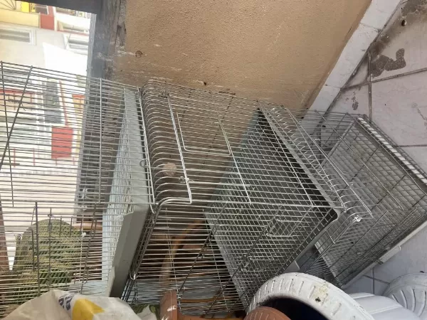2 Çift Sultan Papağani Ve Albino
