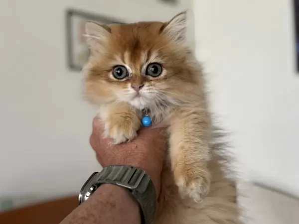 En Güzel Golden British Shorthair Ve Longhair Yavrular