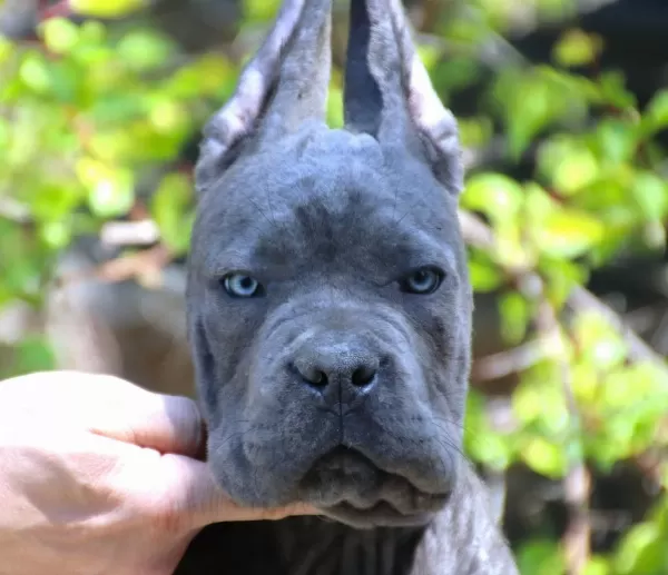 Fci-kif Şecereli Federasyon Kayitli Safkan Cane Corso Yavru
