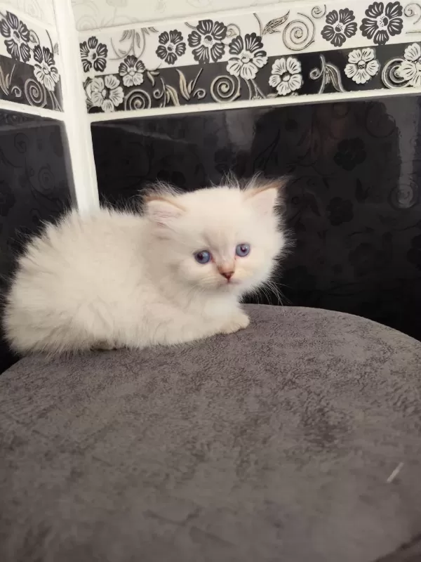Safkan British Longhair