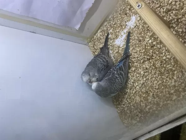 Yeni Yeme Düşmüş Erkek Muhabbet Yavru