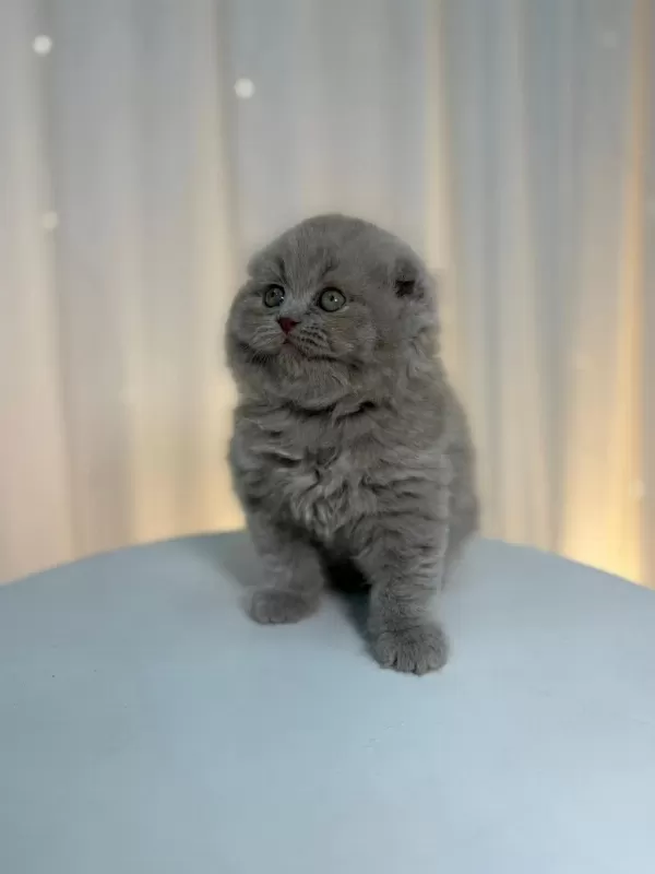 İrk Ve Sağlik Garantili Scottish Fold Yavru