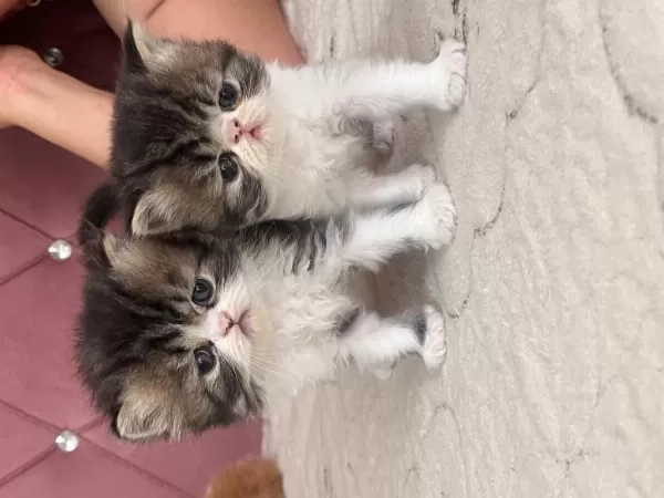 Exotic Shorthair Yavrular