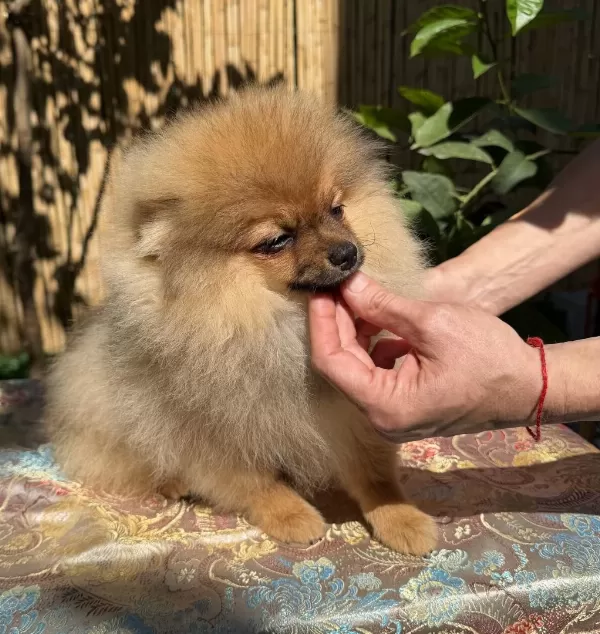 Turuncu Renkte Pomeranian Tea Cup Erkek