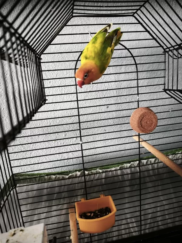 Erkek Mutasyon Cennet Papağanı