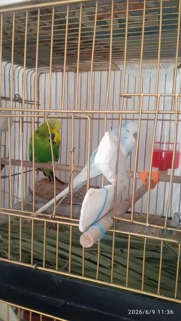 2 Yumurtası Var Sevda Papağanı Çift Olarak