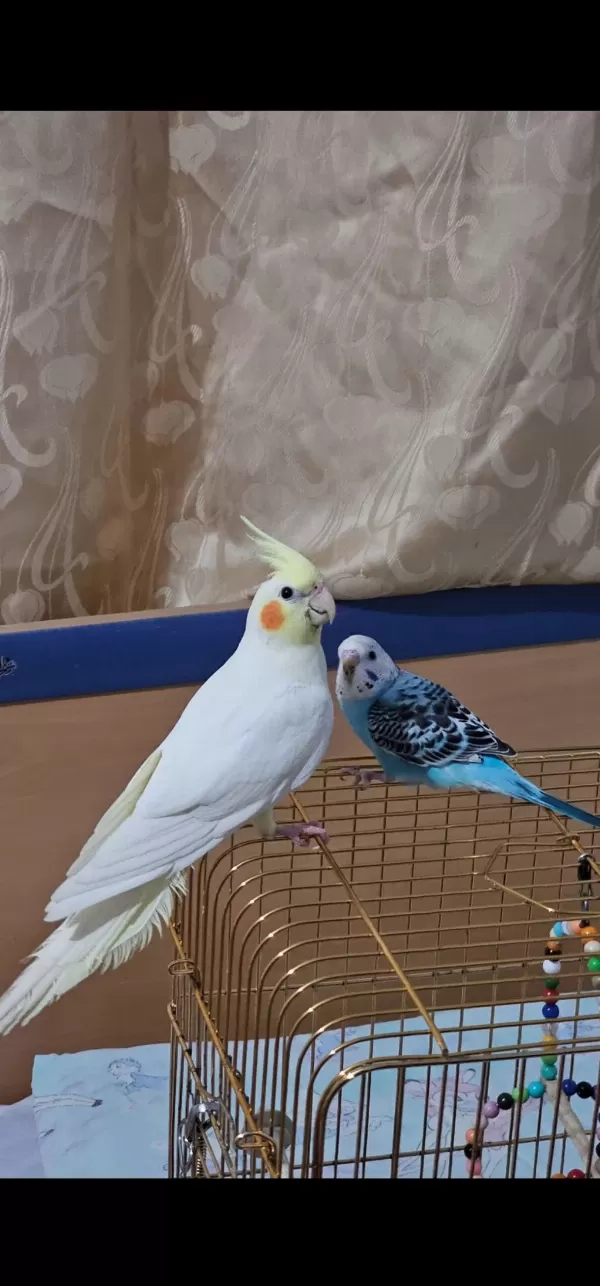 Lutino Sultan Papağanı