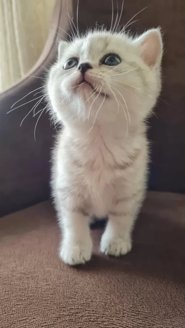 British Shorthair Silver Yavrularımız