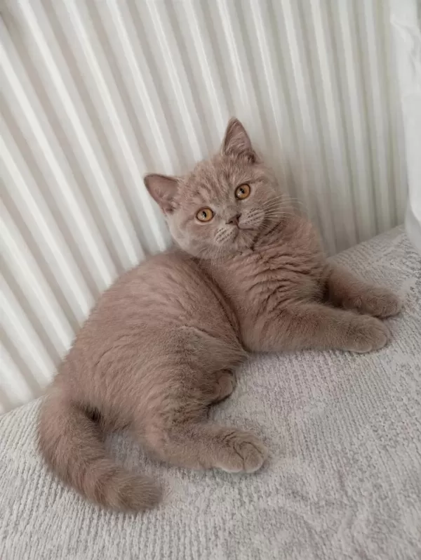 Şeftali 65 Günlük Orjinal Kehribar Gözlü British Shorthair