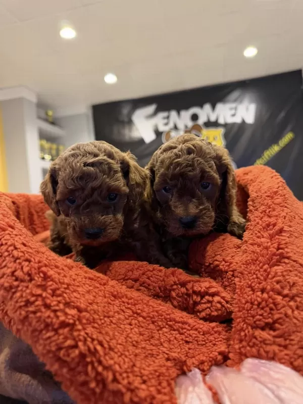 Türkiyenin En Güzel Maltipoo Yavruları Renk Renk Ankara