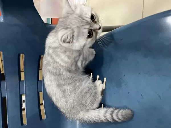 British Shorthair Silver Yavru