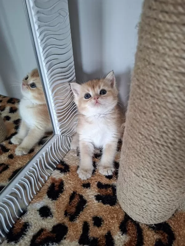 Safkan British Shorthair Golden Bebekler
