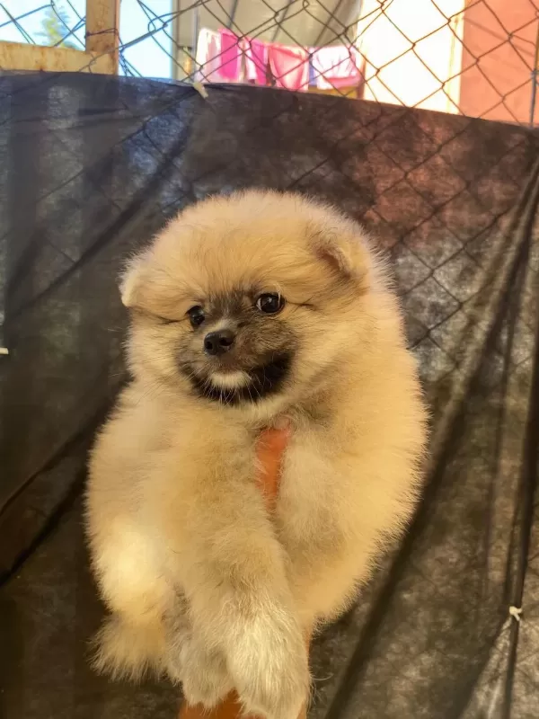Sağlıklı Pomeranian Dişi