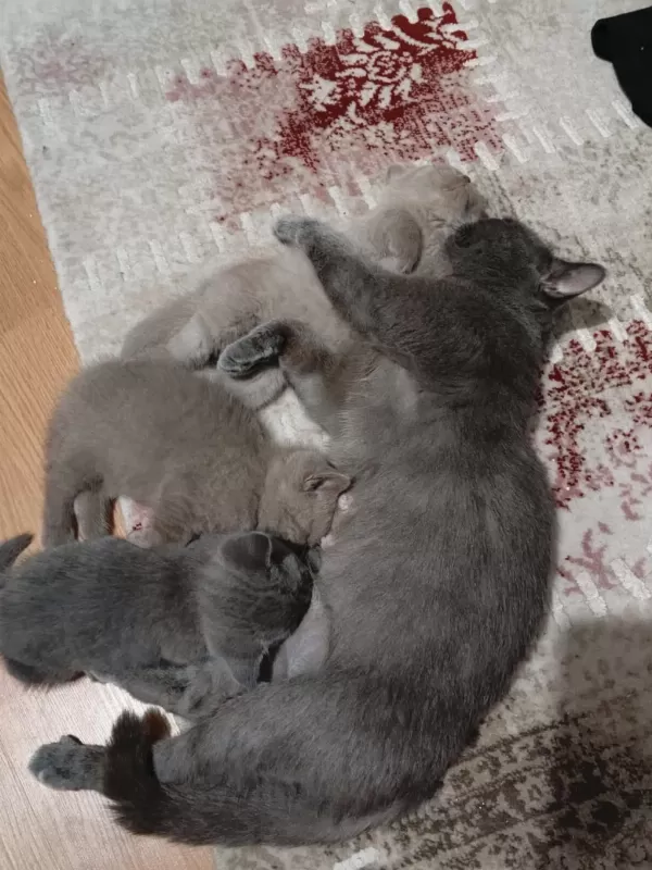 Yeni Yuva Aranmakta Kedilerimize