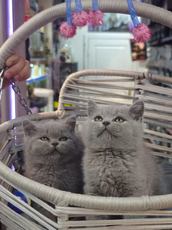 British Shorthair Ve Scottish Fold Yavrular Teslime Hazır