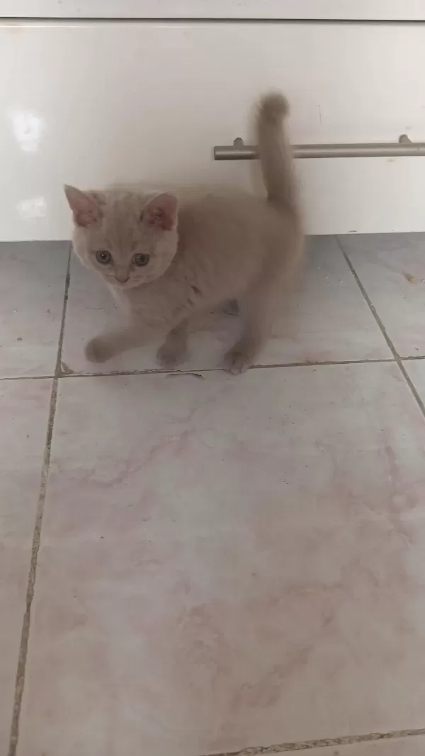 Yavru Kedilerimize Yuva Arıyoruz