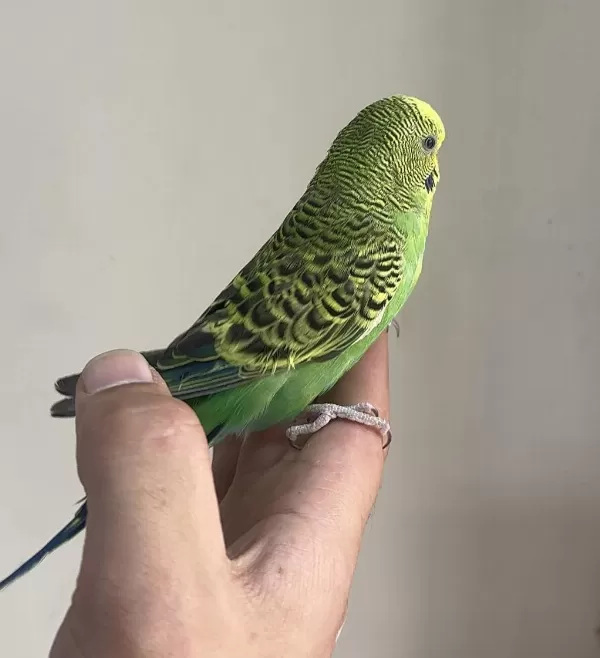 Bebek Muhabbet Kuşu Yeni Yeme Düşmüş