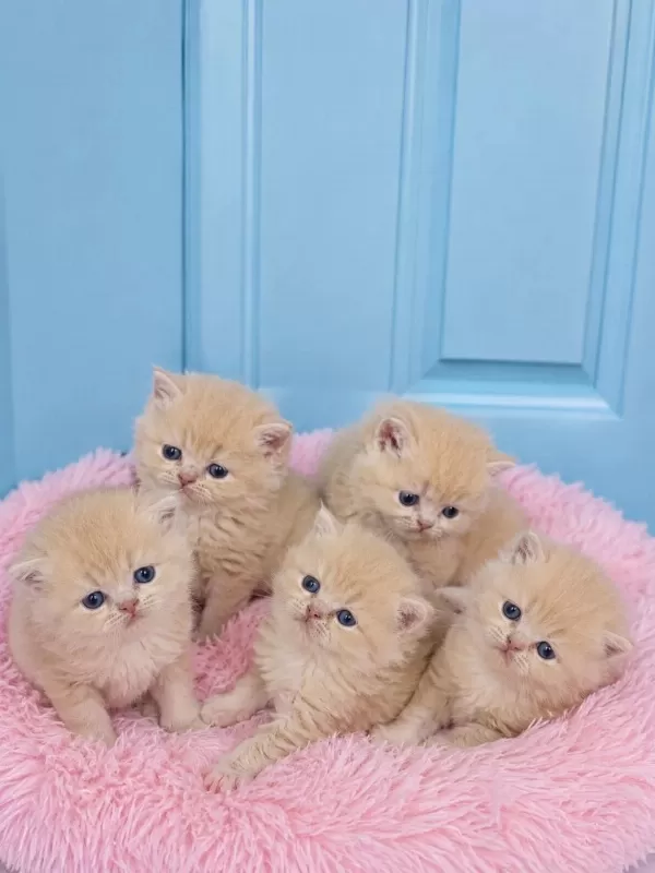 Çok Nadir Mavi Gözlü Golden British Shorthair Yavrular