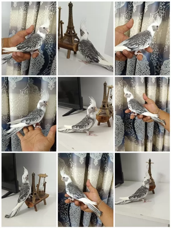 65 Günlük Yavru Ev Üretimi Wf Pearl Ele Alışkın Sultan