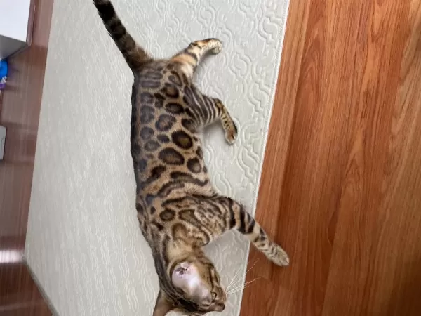 Sağlıklı Safkan Bengal